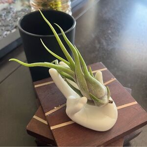 Tillandsia Caput Medusae Air Plant